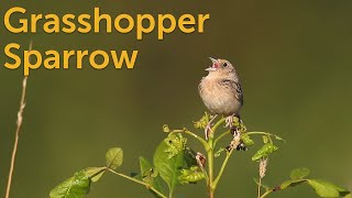 Grasshopper Sparrow Secretive Singer [upl. by Kcirredal690]