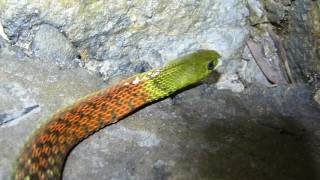 Red necked Keelback Rhabdophis subminiatus and neck poison [upl. by Nnaoj429]