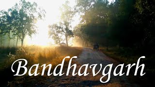 Bandhavgarh National Park  Bandhavgarh Tiger Reserve Umaria  MP Tourism [upl. by Trammel]