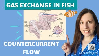 GAS EXCHANGE IN FISH amp COUNTERCURRENT exchange principle Alevel Biology Gill filaments amp lamella [upl. by Woodall37]