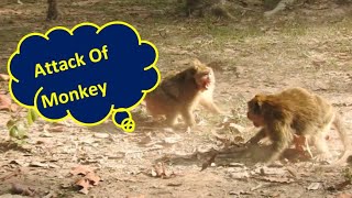 Monkey Attack and Macaque Attack Cambodia [upl. by Papert395]