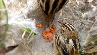 Beautiful moments of Zitting cisticola bird birdswithme107 [upl. by Arquit]