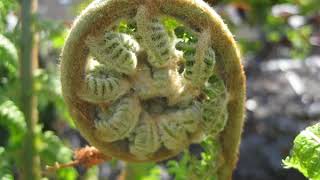 Dicksonia Tree fern protection winter  UK at Christmas time [upl. by Lrigybab]