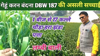 गेहूं करन बंदना DBW 187 की असली सच्चाई17 कल्ले शानदार फसल प्रदर्शन लम्बी बाली wheat Karan bandana [upl. by Nitas197]