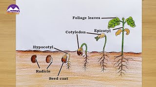 How TO Draw Seed Germination [upl. by Levana588]