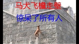 高动力马犬飞檐走壁爬城墙， Flying dog climbing stairs [upl. by Narod624]