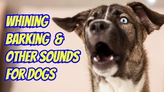 Dogs Whining  Barking and Other Sounds Dogs Love The Most [upl. by Nedyah]