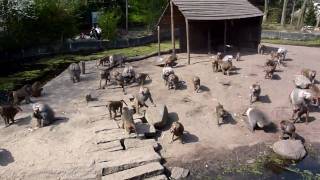 Bavianen voedertijd in Dierenpark Amersfoort [upl. by Atekehs839]