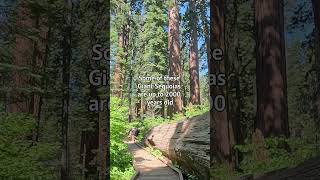 Walking INSIDE a Giant Sequoia Redwood shorts [upl. by Kessiah]