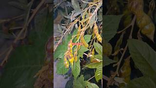 Pigeon peas 🫛 arushaivideos [upl. by Enoch]