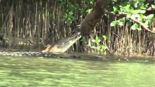 Daintree River croc quotScuterquot gets surprised by Scarface [upl. by Locke394]