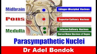 Parasympathetic Nuclei in the Brainstem and Parasympathetic Ganglia Dr Adel Bondok [upl. by Charbonneau160]