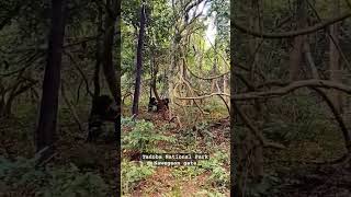 Tadoba National Park Nawegaon gate maharashtra deccandrifts news youtube [upl. by Kirch332]