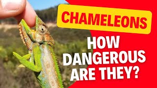 Are Chameleons Dangerous The Full Guide For Owners [upl. by Yllil]