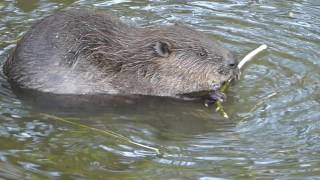 Biber im Kirchenglockenhall  Castor fiber  Eurasian beaver  Europäischer Biber [upl. by Dannel39]