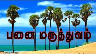 Borassus flabellifer பனை மருத்துவம் palmyra palm [upl. by Tallu30]