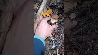 Corro de Boletus aestivalisporciniboletusmushroomfungi [upl. by Ydisahc]