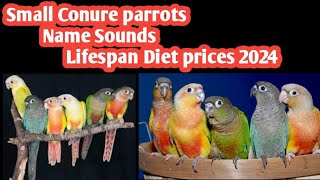 5 Facts About pineapple Conure  Conure New Price 2023 [upl. by Gorski]