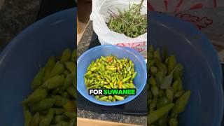 Thai Chillies and Basil for Suwanee [upl. by Yaya809]