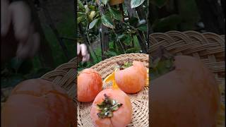 PERSIMMON ♥️♥️♥️😋😍👍✅🇮🇹satisfying fruit yummy [upl. by Shute]