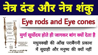 मानव नेत्र दंड और नेत्र शंकु  human eye rods and eye cone  rods and cones  eye rod and cone cells [upl. by Conard]