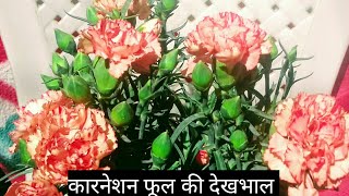 114How to grow and care Carnation flowers plant [upl. by Adrian]