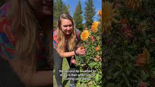 What is curcumin turmeric garden herbs herbalmedicine [upl. by Robillard151]