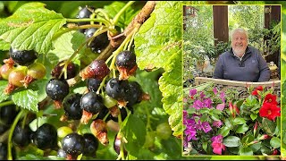 CASSIS ET CASEILLE  ARBUSTES À PETITS FRUITS TRÈS FACILES ET VERTUEUX Le Quotidien du Jardin N°377 [upl. by Reine42]