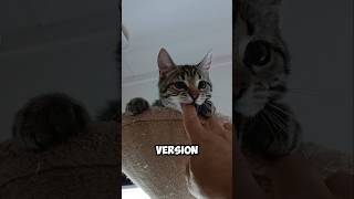 Why cats give unexpected bites 🤔😼 catvideos cat catlover [upl. by Avera483]