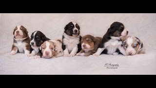 Australian Shepherd Puppies [upl. by Uol]