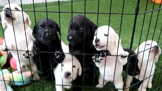 LABRADOR PUPPIES TRY FOOD FOR 1ST TIME [upl. by Aneerbas]