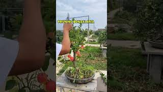 Pruning bonsai apel bonsai bonsaiideas bonsaitree bonsaiart bonsaiplant indoorplants tanaman [upl. by Emery]