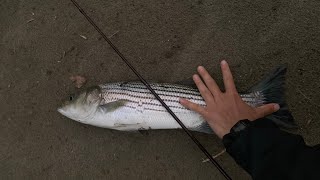 Feather River Striper Fishing [upl. by Euqinue]