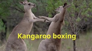 Kangaroo boxing [upl. by Enilraep]