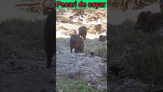 pecari de collar wildlife fauna camaratrampa [upl. by Tomasina125]