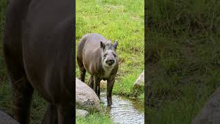 quotHow the Tapir’s Prehensile Snout Helps It Survivequot animals  shortvideo wildlifediversity wild [upl. by Llered]