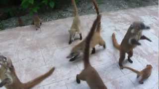 Coatis No Catalonia Playa Maroma [upl. by Haem]