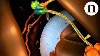 RNA interference RNAi by Nature Video [upl. by Ahsek29]