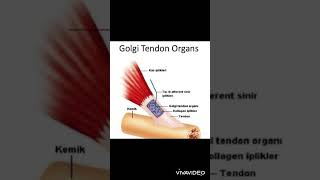 Golgi Tendon Organı Nedir [upl. by Bohs241]