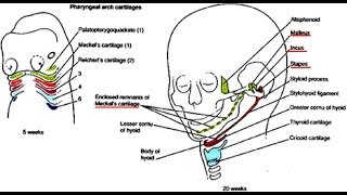 Medical Video Lectures Anatomy Of Pharyngeal Arches Branchial Arches PART 22 [upl. by Carin712]