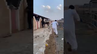 Horse funny kicked the man 🤣 funny animals shorts ytshorts trending shortsfeed [upl. by Johnson887]