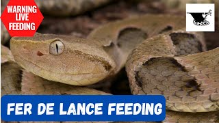 Feeding Venomous Fer de Lance part 2  Bothrops Moojeni Pit Viper Behavior Pt 2 [upl. by Dayir]