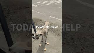 Plz help food dogs food doglover dog music [upl. by Dash]