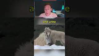 Urine Addicted Goats [upl. by Lletram]