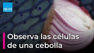 ¿Cómo son las CÉLULAS de los SERES VIVOS  Obsérvalas en una CEBOLLA  Experimentos [upl. by Acihsay243]