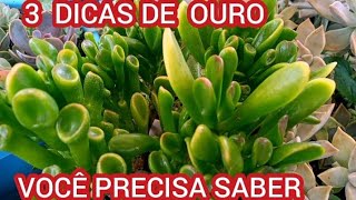 3 DICAS de OURO pra CUIDAR de SUCULENTAS e TER VASOS CHEIOS sem GASTAR quase NADA [upl. by Bethel]