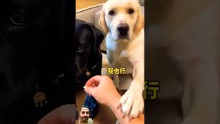 Smart dog 🫠🫠🫠dog cat funny viralshort [upl. by Chauncey]