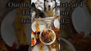 My huskies invited their friends for Thanksgiving 😂 shorts [upl. by Rafaela217]