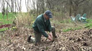 Identifying and Harvesting Fiddleheads [upl. by Nylesoj948]