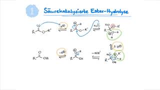 Mechanism Of The Week EsterHydrolyse [upl. by Nyhagen30]